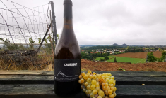Une bouteille de vin Charbonnay et de raisins chardonnay dans un vignoble de Haillicourt, France