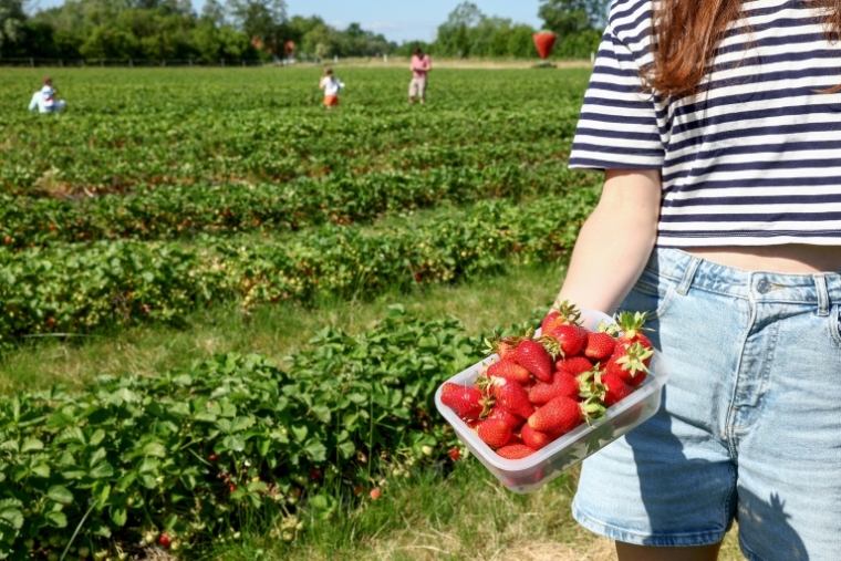 Une femme montre les fraises qu'elle a cueillies dans une ferme alsacienne où deux hectares sont consacrés à la libre-cueillette, le 30 mai 2025 à La Wantzenau, dans le Bas-Rhin ( AFP / FREDERICK FLORIN )
