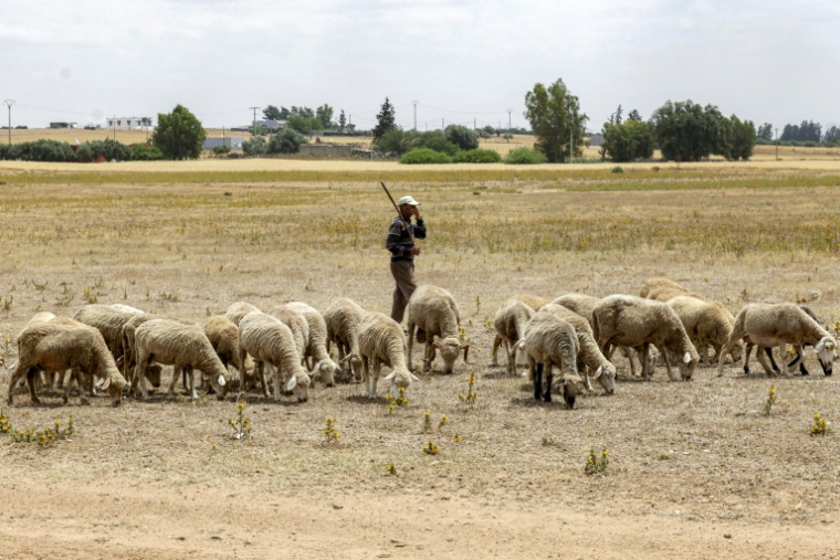 A Khémisset, près de Rabat, le 3 juin 2025 ( AFP / Abdel Majid BZIOUAT )