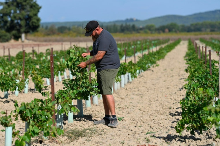Matthias Reynard inspecte ses vignes à Sérignan-du-Comtat, dans le Vaucluse, le 28 septembre 2026  ( AFP / Sylvain THOMAS )