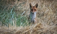 L'Association pour la protection des animaux sauvages (Aspas) a mis mercredi en demeure l’État de revoir sa politique en matière de gestion des populations de renards, victimes selon elle d'un "massacre injustifié" ( AFP / GUILLAUME SOUVANT )