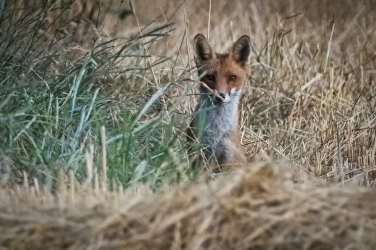 L'Association pour la protection des animaux sauvages (Aspas) a mis mercredi en demeure l’État de revoir sa politique en matière de gestion des populations de renards, victimes selon elle d'un "massacre injustifié" ( AFP / GUILLAUME SOUVANT )