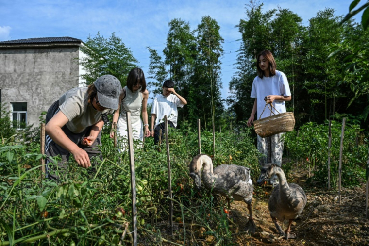 Chen Yani (d), fondatrice du lieu "L'Univers imaginaire de Keke", dans le potager du gîte rural avec des  participantes, le 14 juillet 2025 à Hangzhou, dans la province du Zhejiang, dans l'est de la Chine ( AFP / Jade GAO )