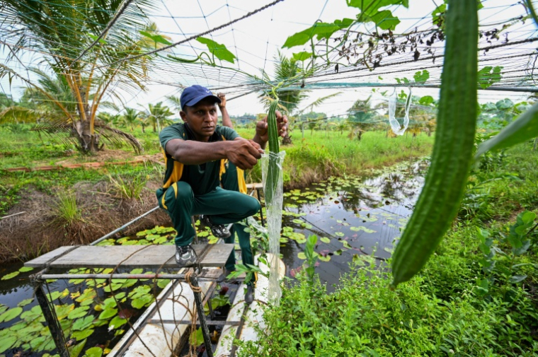 n soldat de la Force opérationnelle spéciale sri-lankaise (STF) travaille dans une plantation à Katukurunda pour remettre en culture des champs pollués par le sel de la mer, le 28 mars 2025 au Sri Lanka ( AFP / Ishara S. KODIKARA )