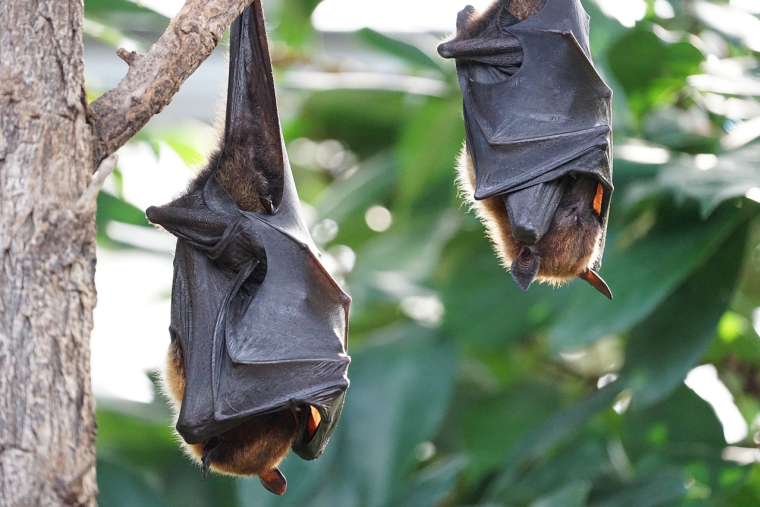 Les chauves-souris ont établi leur nid dans le toit de l'habitation. Illustration. (Pixabay / Salmar)