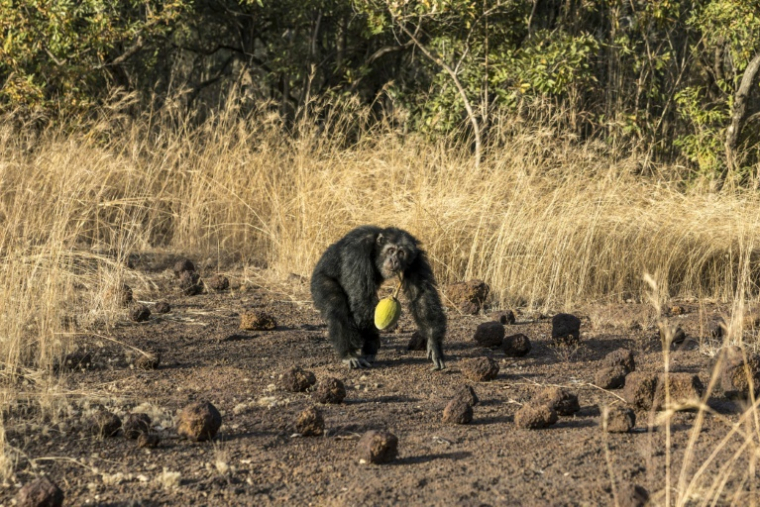 Un chimpanzé d'Afrique de l'Ouest transporte un fruit dans la savane de Fongoli, le 10 décembre 2025 dans la région de Kédougou, au Sénégal ( AFP / PATRICK MEINHARDT )