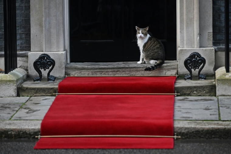 Le chat Larry sur les marches du 10 Downing Street, la résidence du Premier ministre britannique, à Londres le 23 novembre 2022 ( AFP / JUSTIN TALLIS )