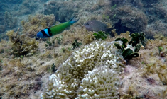 La couverture en coraux durs dans les Caraïbes a diminué de 48% entre 1980 et 2024, selon un rapport d'un réseau mondial de surveillance des récifs coralliens ( AFP / Luis ACOSTA )