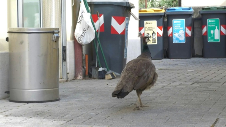 Capture d'écran d'une vidéo AFP du 12 mai 2026 d'un paon sauvage dans les rues de Punta Marina, en Italie ( AFP / Francesco GILIOLI )