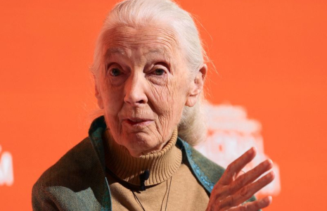 Décès de la primatologue Jane Goodall à l'âge de 91 ans