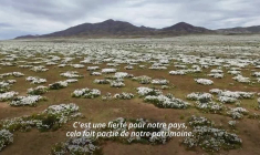 Au Chili, le désert d'Atacama fleurit sous l'effet d'El Niño