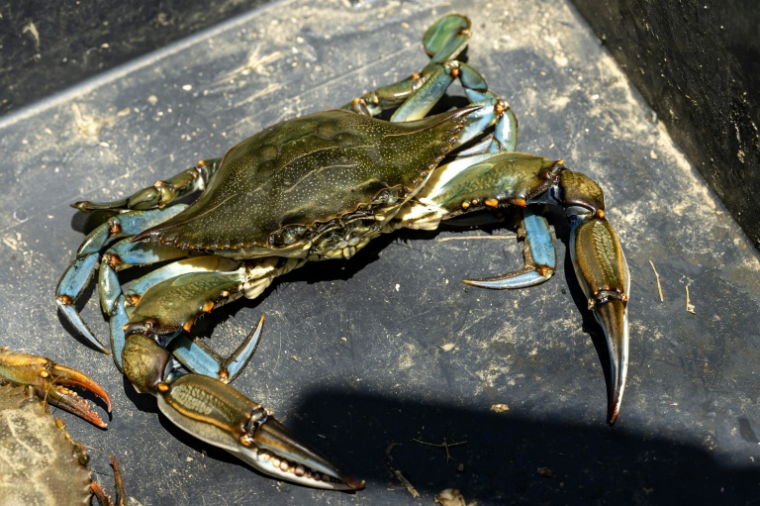 Un crabe bleu (Callinectes sapidus) à Hyères, le 28 mai 2026 dans le Var ( AFP / MIGUEL MEDINA )