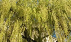 Un quart de l’encours global des FIA immobiliers est labellisé ISR au 31 décembre 2021 selon l’Aspim