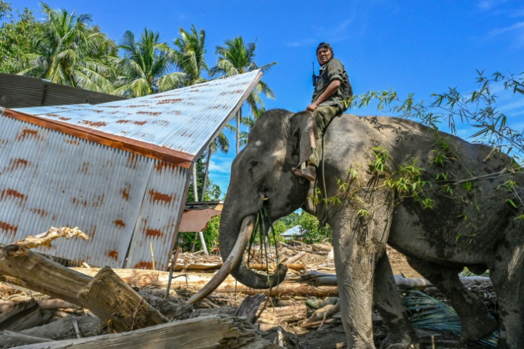 Un cornac juché sur le dos d'un éléphant de Sumatra aide à dégager des débris d'arbres après les crues soudaines à Meureudu, dans la province d'Aceh, en Indonésie, le 8 décembre 2025 ( AFP/Chaideer MAHYUDDIN / CHAIDEER MAHYUDDIN )