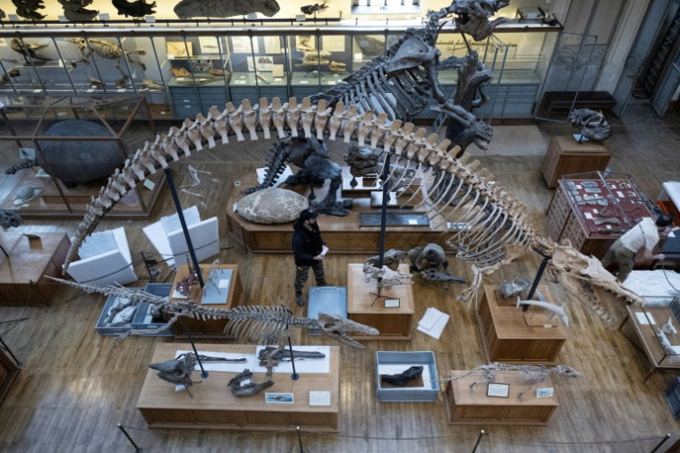 Déménagement de spécimens avant des travaux au sein de la Galerie de Paléontologie et d'Anatomie comparée du Muséum national d'Histoire naturelle, le 22 janvier 2026 à Paris  ( AFP / ALAIN JOCARD )