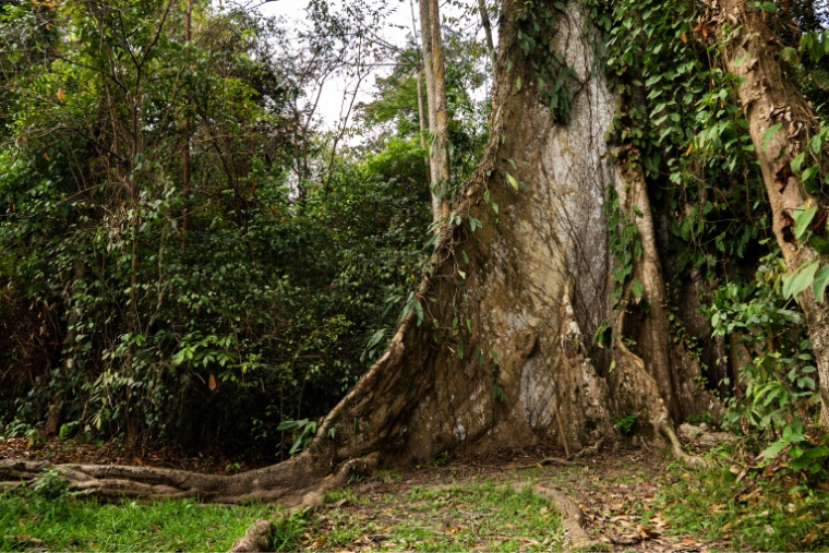 Vue d'un kapokier (Ceiba pentandra), un arbre géant, un des plus vieux de l'arboretum de Sibang à Libreville, au Gabon, le 15 octobre 2026 ( AFP / Nao Mukadi )