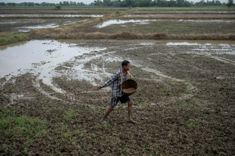 Un agriculteur sème du riz dans un champ du canton de Kawhmu, en périphérie de Rangoun, le 25 mai 2026 en Birmanie ( AFP / Sai Aung MAIN )
