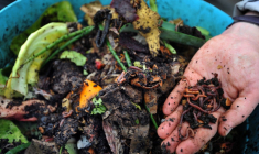 La France instaure le tri des biodéchets à partir du 1er janvier 2024. ( AFP / FRANK PERRY )