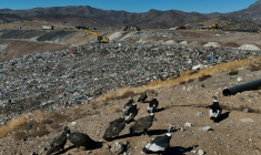 Des condors à la recherche de nourriture, à la décharge de Los Colorados exploitée par KDM Residuos, à Tiltil, au Chili, le 8 mai 2026 ( AFP / Rodrigo ARANGUA )