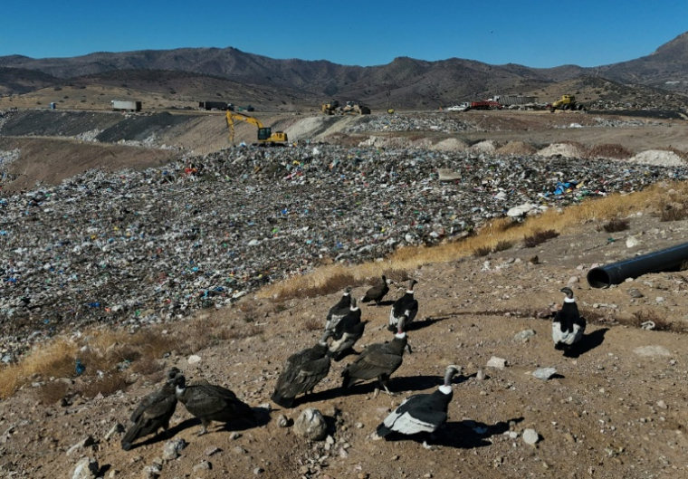Des condors à la recherche de nourriture, à la décharge de Los Colorados exploitée par KDM Residuos, à Tiltil, au Chili, le 8 mai 2026 ( AFP / Rodrigo ARANGUA )
