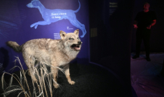 Un loup gris lors de l'exposition "Domestique-moi si tu peux" au Muséum de Toulouse, le 9 octobre 2025. ( AFP / Lionel BONAVENTURE )