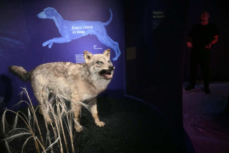 Un loup gris lors de l'exposition "Domestique-moi si tu peux" au Muséum de Toulouse, le 9 octobre 2025. ( AFP / Lionel BONAVENTURE )