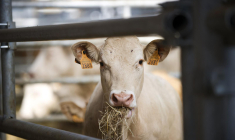 ( AFP / JEAN-SEBASTIEN EVRARD )