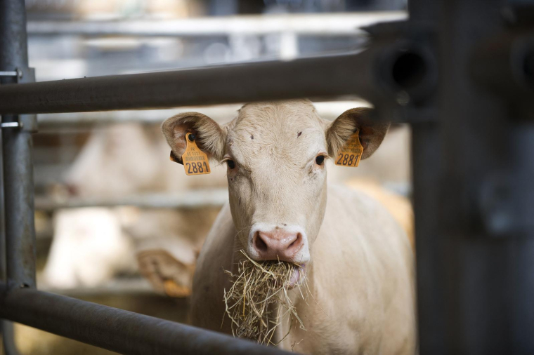( AFP / JEAN-SEBASTIEN EVRARD )