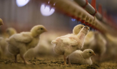 Des poussins dans une ferme d'élevage