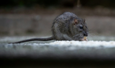 La santé animale et les politiques de prévention de pandémies d'origine animale font l'objet d'un "sous-financement chronique" et dangereux, alerte l'Organisation mondiale de la santé animale (OMSA) ( AFP / MIGUEL MEDINA )