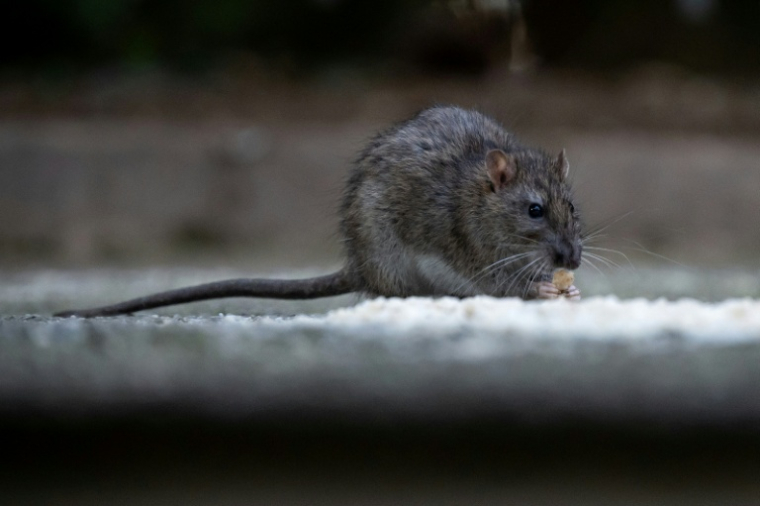 La santé animale et les politiques de prévention de pandémies d'origine animale font l'objet d'un "sous-financement chronique" et dangereux, alerte l'Organisation mondiale de la santé animale (OMSA) ( AFP / MIGUEL MEDINA )