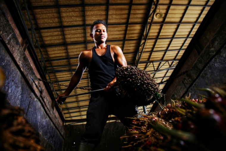 Un travailleur rassemble des fruits de palme, le 10 juin 2021 à Syamtalira Bayu, en Indonésie ( AFP / Azwar Ipank )