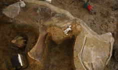 Un os fossilisé de dinosaure sur un site de fouilles à Angeac-sur-Charente, le 19 juillet 2025 en Charente ( AFP / ROMAIN PERROCHEAU )