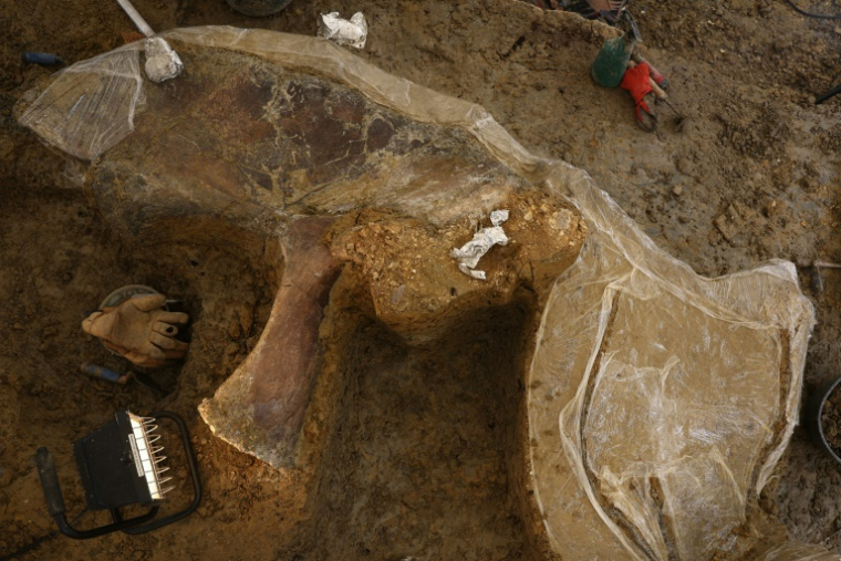 Un os fossilisé de dinosaure sur un site de fouilles à Angeac-sur-Charente, le 19 juillet 2025 en Charente ( AFP / ROMAIN PERROCHEAU )