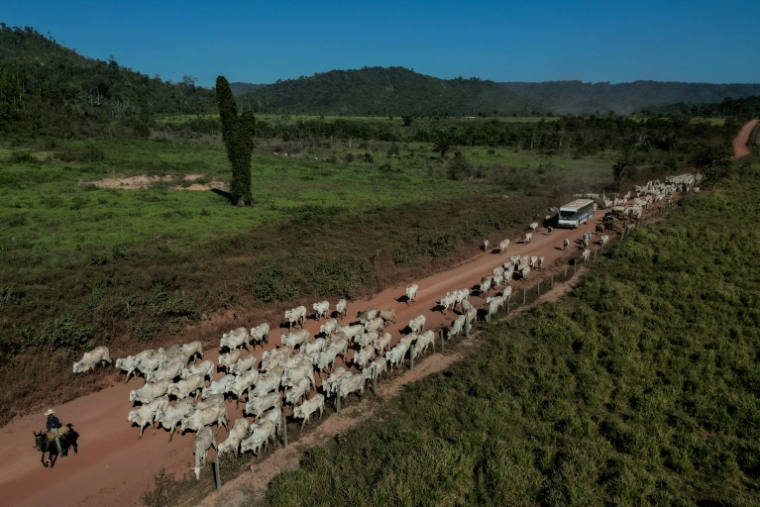 Un troupeau sur une route de Sao Felix do Xingu, dans l'Amazonie brésilienne, le 20 juin 2025 ( AFP / Nelson ALMEIDA )