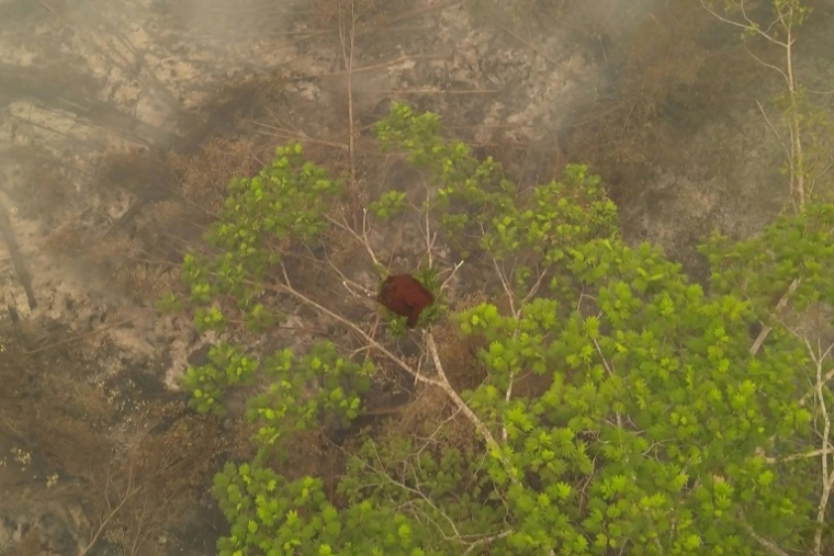 Vue d'une femelle orang-outan réfugiée dans un arbre dans une zone touchée par les incendies à Bornéo le 26 septembre 2026 ( BORNEO ORANGUTAN SURVIVAL FOUNDATION / Handout )