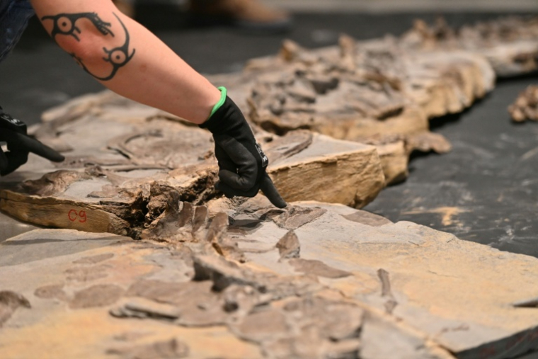 Reconstitution d'un fossile de crocodile datant du Jurassique, retrouvé dans le région de Montpellier, au musée de Lodève dans l'Hérault, le 10 ctobre 2025 ( AFP / Sylvain THOMAS )