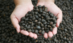 Les pays producteurs de café, du fait du réchauffement climatique, subissent désormais chaque année plusieurs dizaines de jours supplémentaires de températures néfastes pour le précieux grain ( AFP / GREG BAKER )
