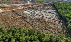 Déforestation pour installer une plantation de canne à sucre, dans la province indonésienne de Papouasie du Sud, dans une image fournie par l'ONG Mighty Earth, le 17 mars 2025 ( MIGHTY EARTH / Yusuf WAHIL )