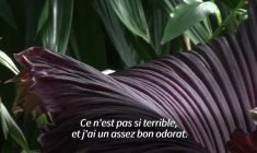 Londres: la "fleur cadavre" sent la pourriture à plein nez