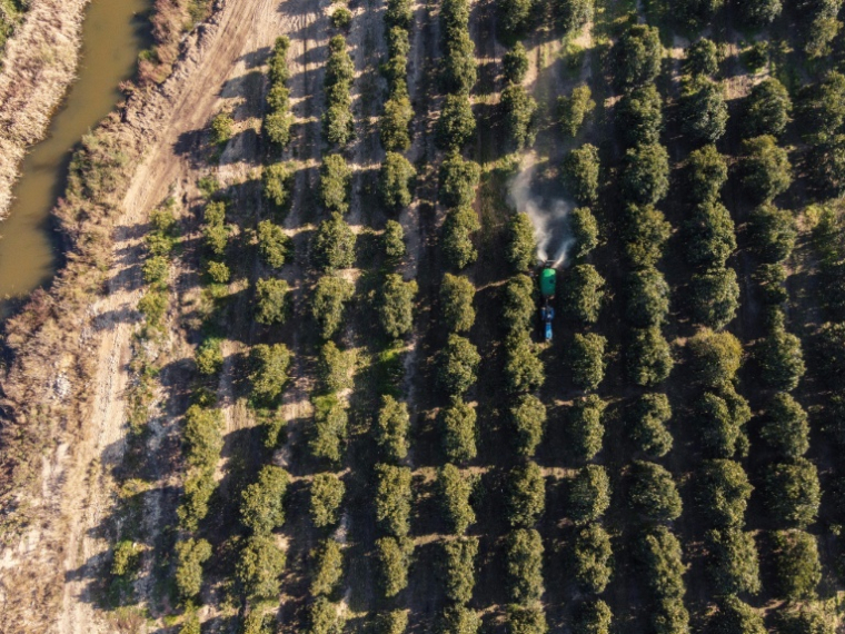 Des machines agricoles aspergent des plantations d'orange à Citrusdal, le 25 juillet 2025. ( AFP / GIANLUIGI GUERCIA )