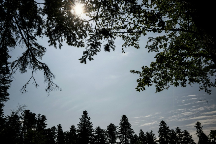Les forêts françaises ont pour l'heure résisté aux épisodes caniculaires de mai et de juin ( AFP / JEFF PACHOUD )