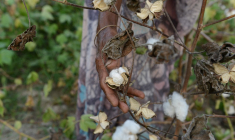 ( AFP / SAM PANTHAKY )