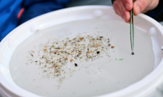 Un chercheur examine des fragments de microplastiques à Arles, dans le sud de la France, le 10 avril 2025 ( AFP / Christophe SIMON )