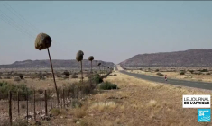 En Afrique du Sud, le combat de Katrina pour sauver le Nluu, une langue en voie de disparition