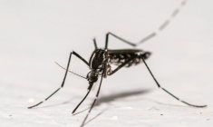 Un moustique tigre à Montreuil, en Seine-Saint-Denis, le 18 août 2025 ( AFP / Martin LELIEVRE )