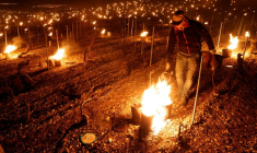 DANS LES VIGNOBLES FRANÇAIS, DES "BOUGIES" CONTRE LE GEL