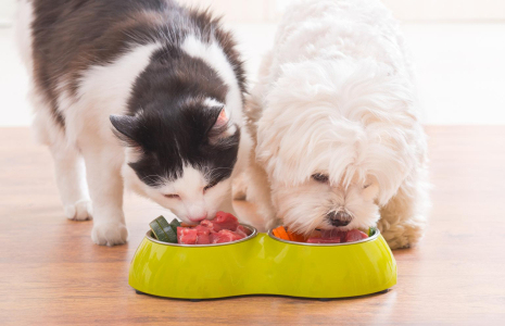 Vous pouvez faire des économies lors de l’achat de vos croquettes pour chiens et chats en passant par des sites dédiés. ( crédit photo : Getty Images )