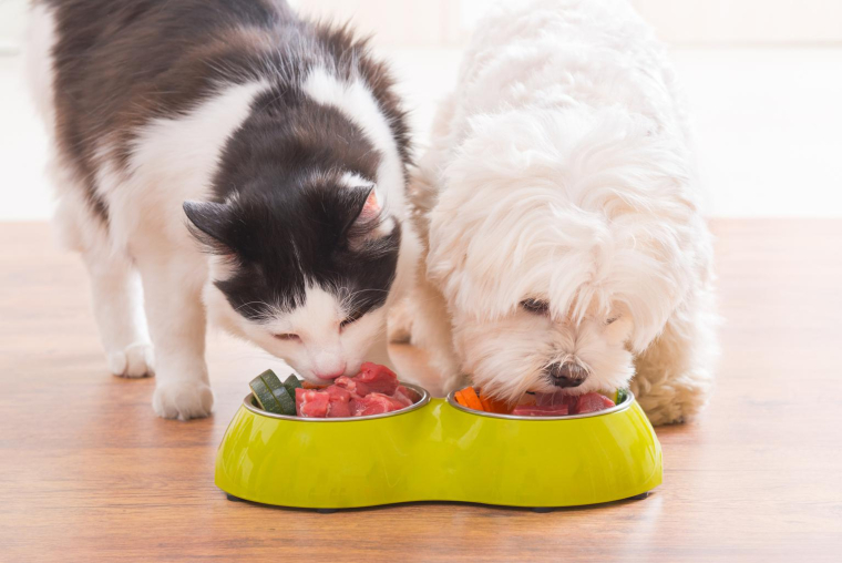 Vous pouvez faire des économies lors de l’achat de vos croquettes pour chiens et chats en passant par des sites dédiés. ( crédit photo : Getty Images )