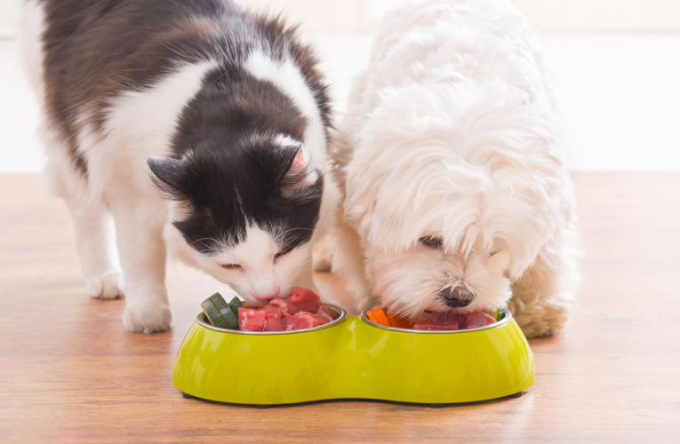 Vous pouvez faire des économies lors de l’achat de vos croquettes pour chiens et chats en passant par des sites dédiés. ( crédit photo : Getty Images )